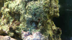 Aquarium Seewasser