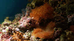Aquarium Seewasser