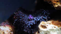 Besatz im Aquarium Seewasser