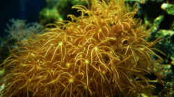 Dekoration im Aquarium Seewasser