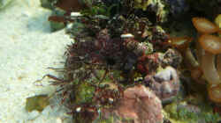 Aquarium Seewasser