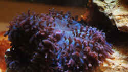 Besatz im Aquarium Seewasser