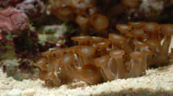 Besatz im Aquarium Seewasser