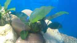 Anubias barteri