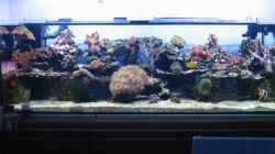 Aquarium Becken 2293