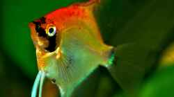 Besatz im Aquarium My First