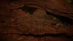Besatz im Aquarium My First