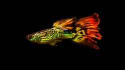 Besatz im Aquarium My First