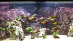 Aquarium Becken 23040 aufgelöst 2019