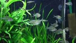 Besatz im Aquarium Gesellschaftsbeckern