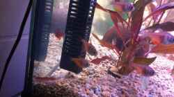 Besatz im Aquarium 120 Liter Roter von Rio