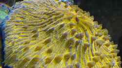 Pflanzen im Aquarium Juwel Trigon 350