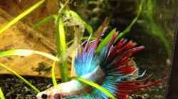 Besatz im Aquarium Betta Splendens