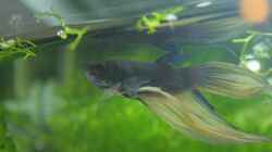 Besatz im Aquarium Betta Splendens