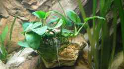 Anubias barteri var. nana (28.08.2012)