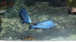 Besatz im Aquarium Abenteuerland