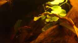 Besatz im Aquarium Südamerika die erste ) NUR NOCH ALS BEISPIEL.