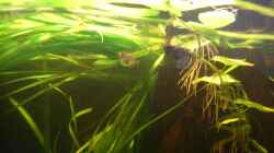 Besatz im Aquarium Südamerika die erste ) NUR NOCH ALS BEISPIEL.