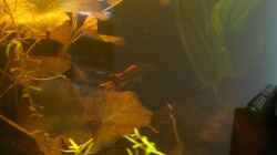 Besatz im Aquarium Südamerika die erste ) NUR NOCH ALS BEISPIEL.