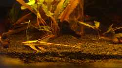 Besatz im Aquarium Südamerika die erste ) NUR NOCH ALS BEISPIEL.