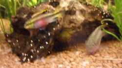 Purpurprachtbarsch (Pelvicachromis pulcher)