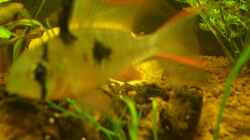 Bolivianischer Schmetterlingsbuntbarsch (Mikrogeophagus altispinosus)