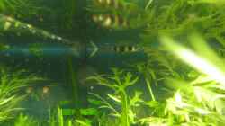 Pseudopiplaty annulatus