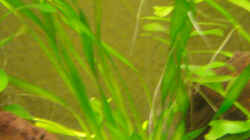 Vallisneria tortifolia