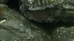 Labidochromis perlmutt