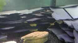 Dekoration im Aquarium Becken 23481