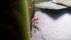 Besatz im Aquarium Becken 23481