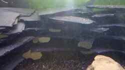 Dekoration im Aquarium Becken 23481
