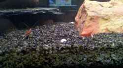 Besatz im Aquarium Becken 23481