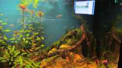 Aquarium Becken 23505