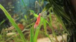 Besatz im Aquarium Becken 23505