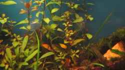 Pflanzen im Aquarium Becken 23505