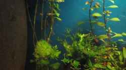 Aquarium Becken 23505