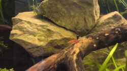 Besatz im Aquarium Becken 23505
