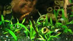 Cryptocoryne parva+Cryptocoryne petchii ´Pink´