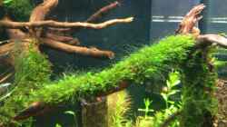 Fissidens spec. mini (leider mit algen)