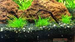 Eleocharis parvula