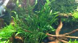 Bolbitis heudelotii 