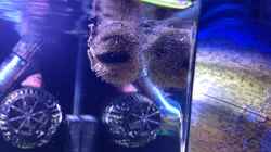 Seeigel