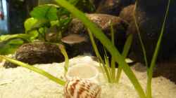 Besatz im Aquarium Kleiner Tanganjikasee