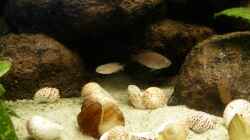 Besatz im Aquarium Kleiner Tanganjikasee