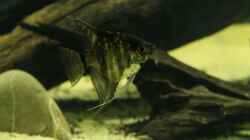 Besatz im Aquarium Cichlid Pearls vekauft