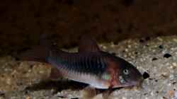 Corydoras