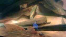 Dekoration im Aquarium Becken 23787