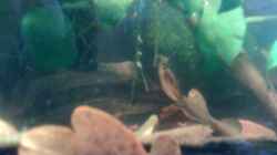 Dekoration im Aquarium Becken 23787