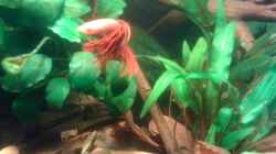 Besatz im Aquarium Becken 23787